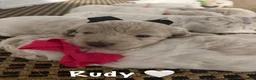 Mini Goldendoodle dogs for sale: Mini Goldendoodle 3 - Ad 1