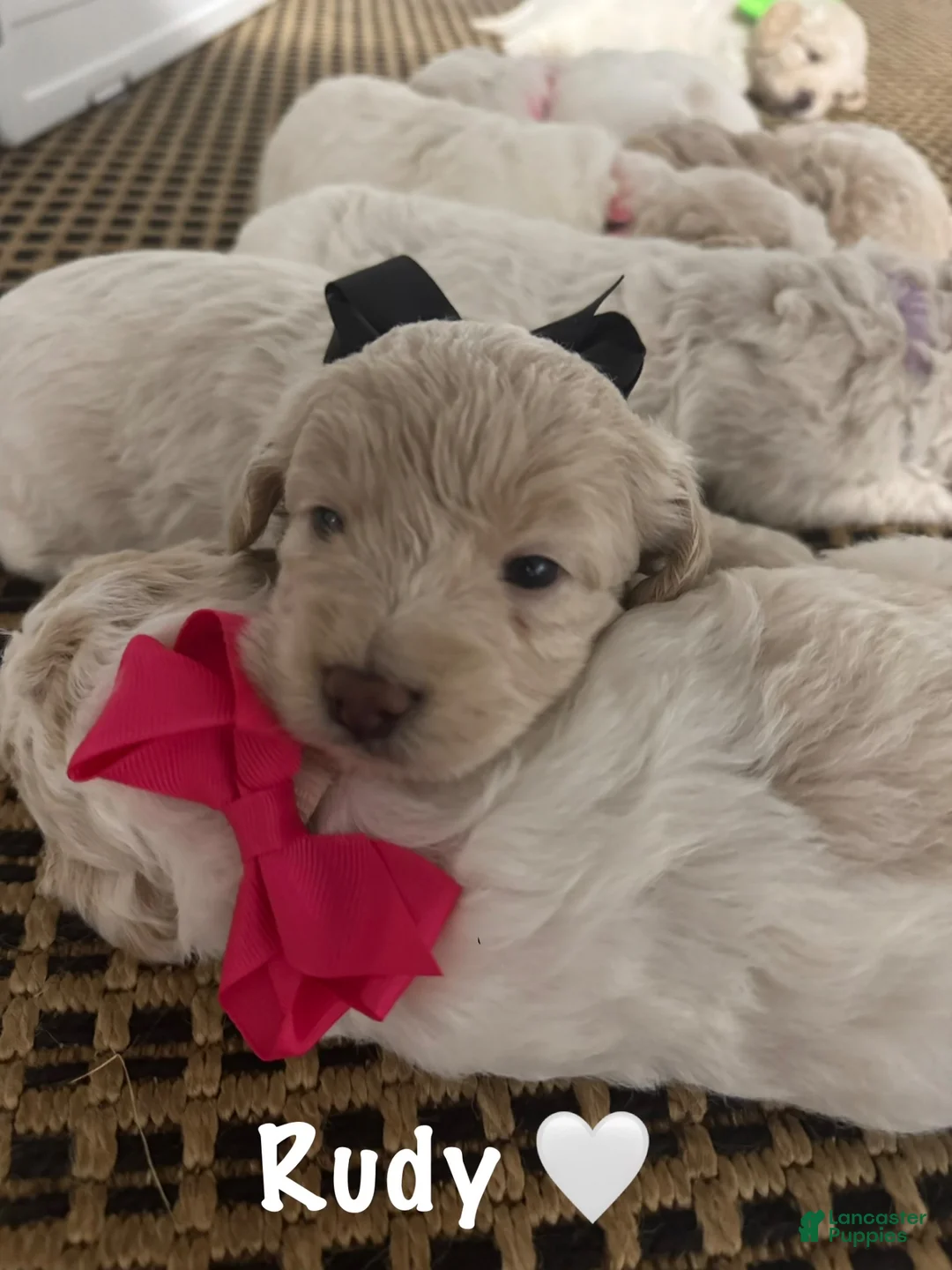 Mini Goldendoodle dogs for sale: Mini Goldendoodle 3 - Ad 1