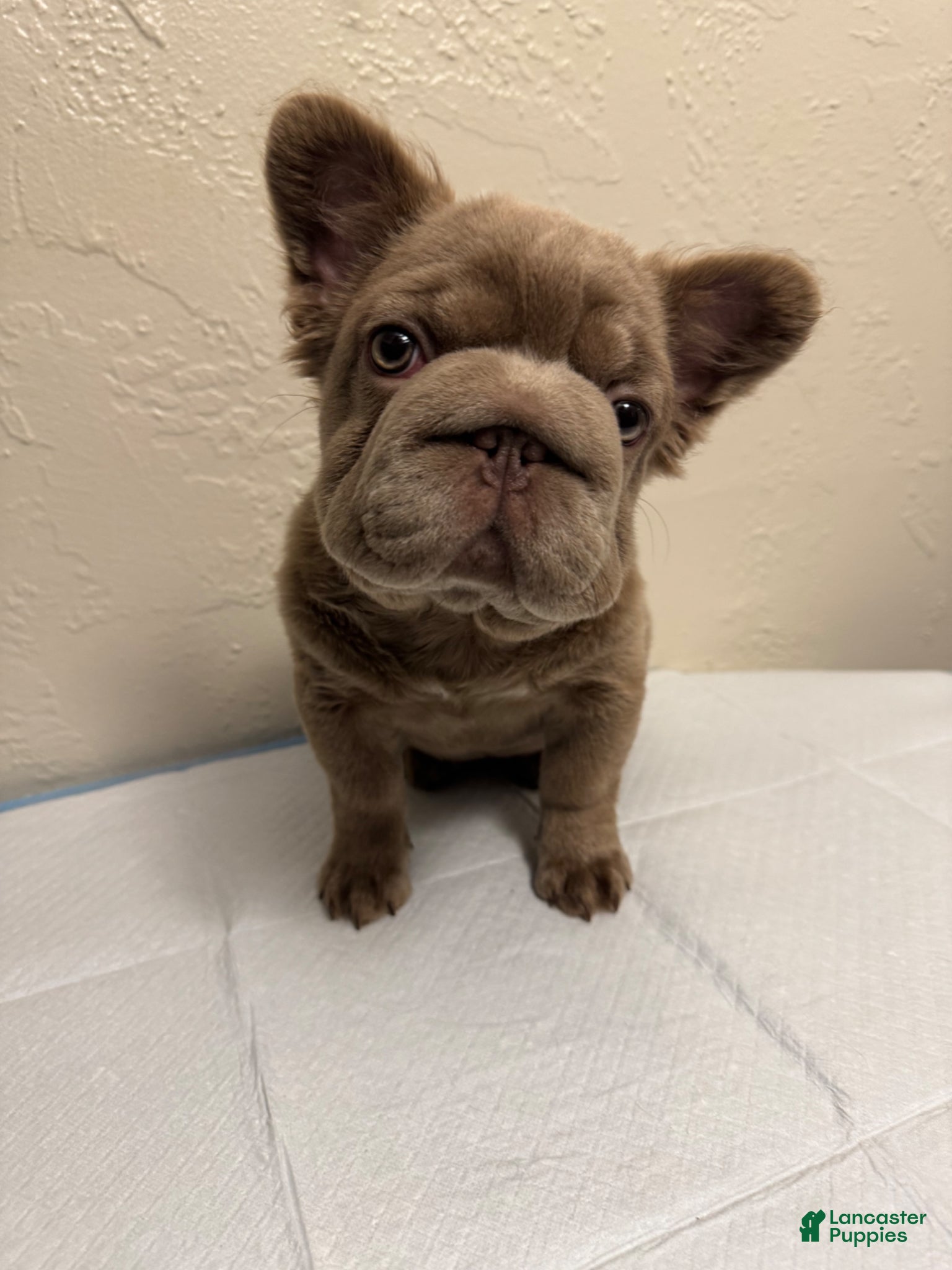 French Bulldog dogs Big rope Izabella fluffy female. - Ad 1
