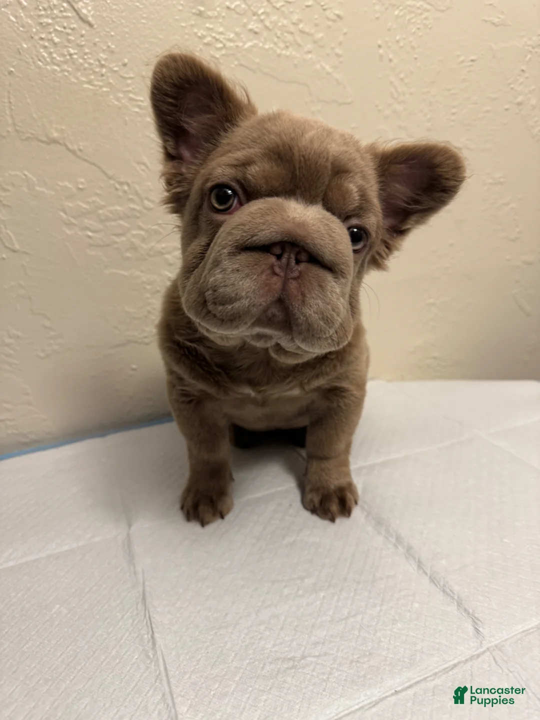 French Bulldog dogs for sale: Big rope Izabella fluffy female. - Ad 1