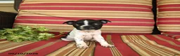 Boston Terrier dogs for sale: James   - Ad 4