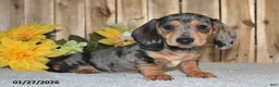 Miniature Dachshund dogs for sale: Wanda - Ad 1
