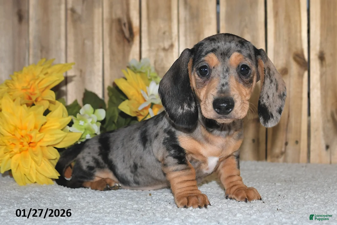 Miniature Dachshund dogs for sale: Wanda - Ad 1