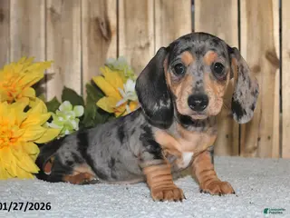 Miniature Dachshund dogs Wanda - Ad 6