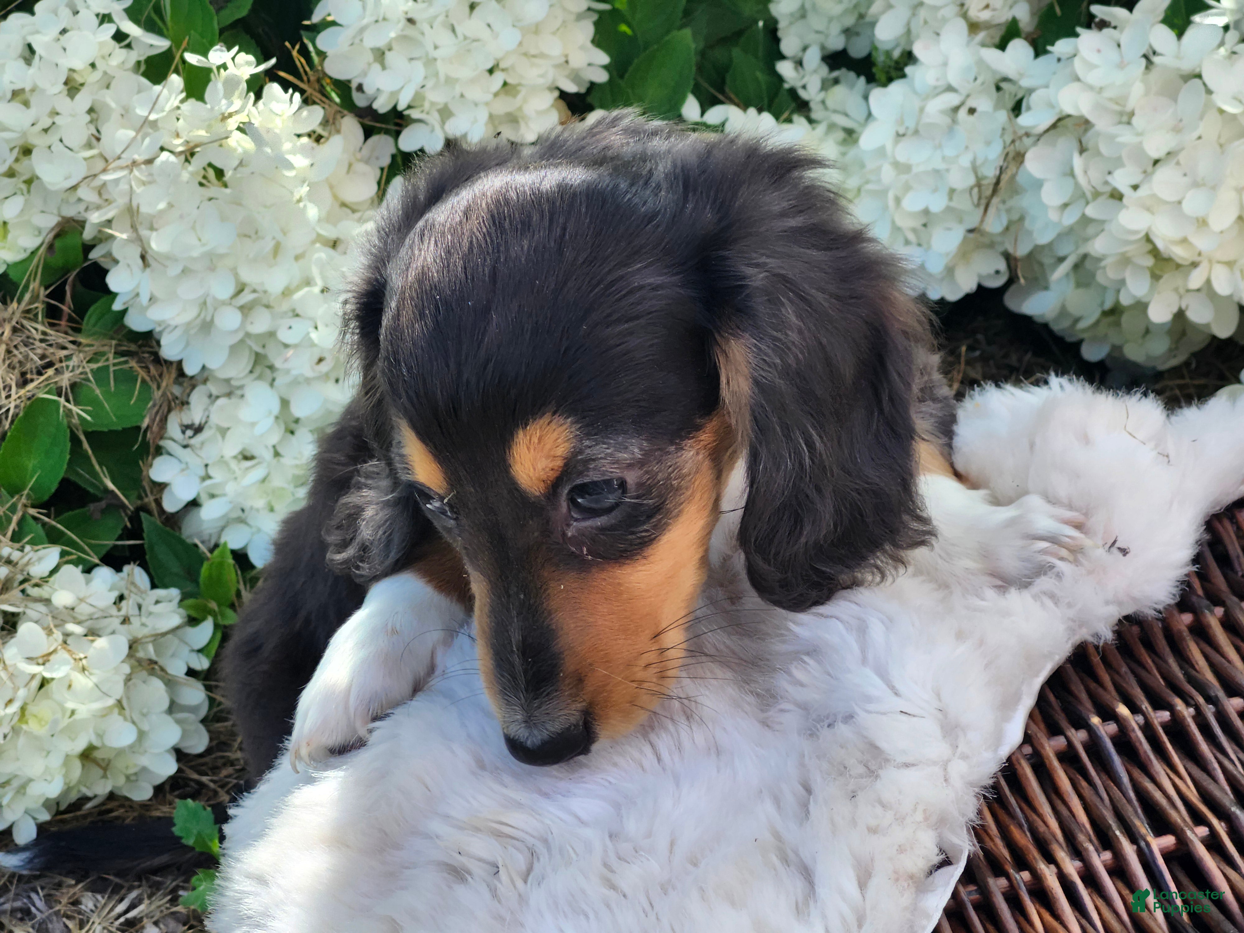 Miniature Dachshund dogs Pearl - Ad 1