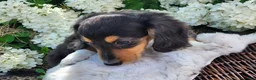 Miniature Dachshund dogs for sale: Pearl - Ad 1