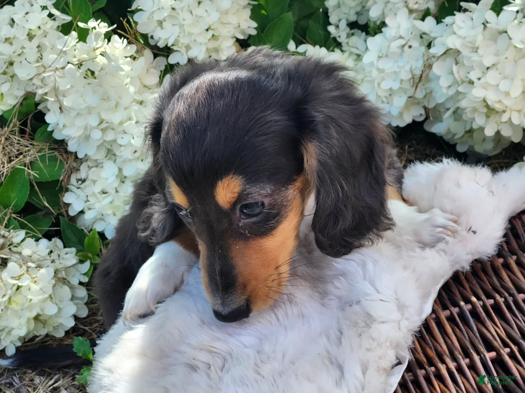 Miniature Dachshund dogs for sale: Pearl - Ad 1