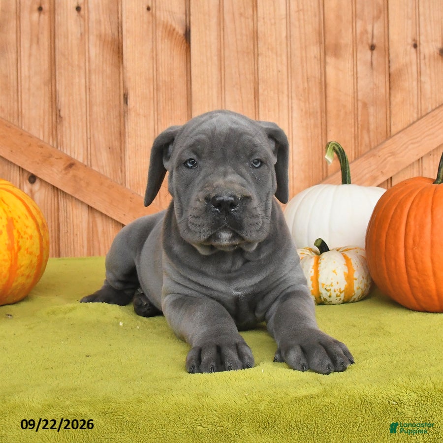 Cane Corso dogs Cora  - Ad 2