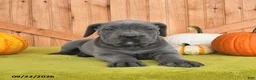 Cane Corso dogs for sale: Cora  - Ad 2