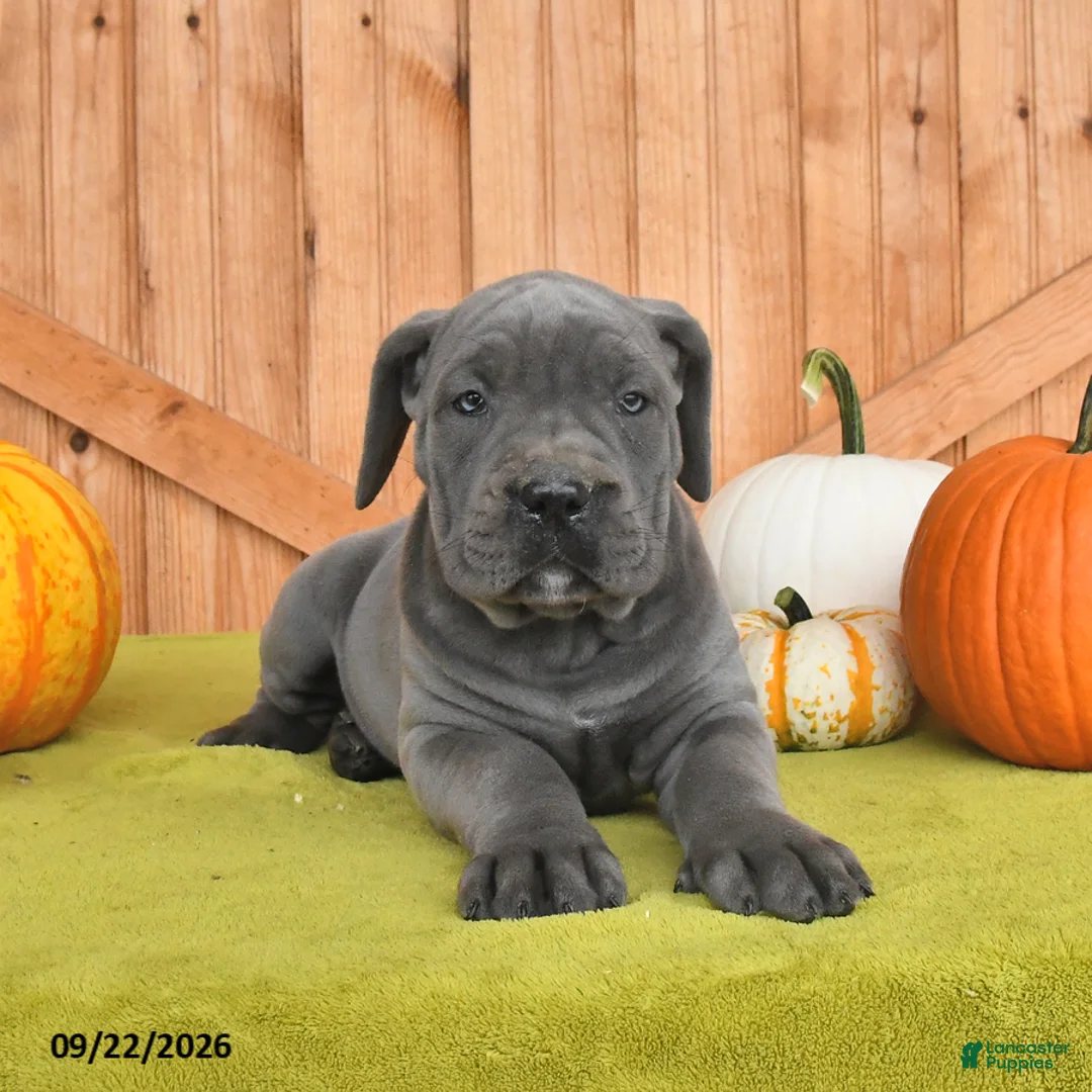 Cane Corso dogs for sale: Cora  - Ad 2