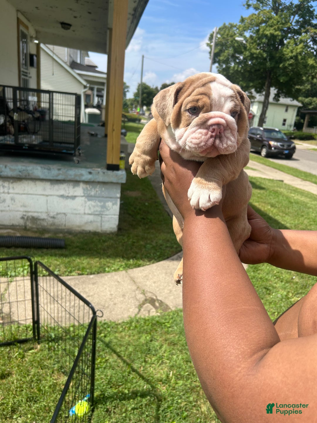 English Bulldog dogs for sale: English Bulldog Puppy 1 - Ad 3