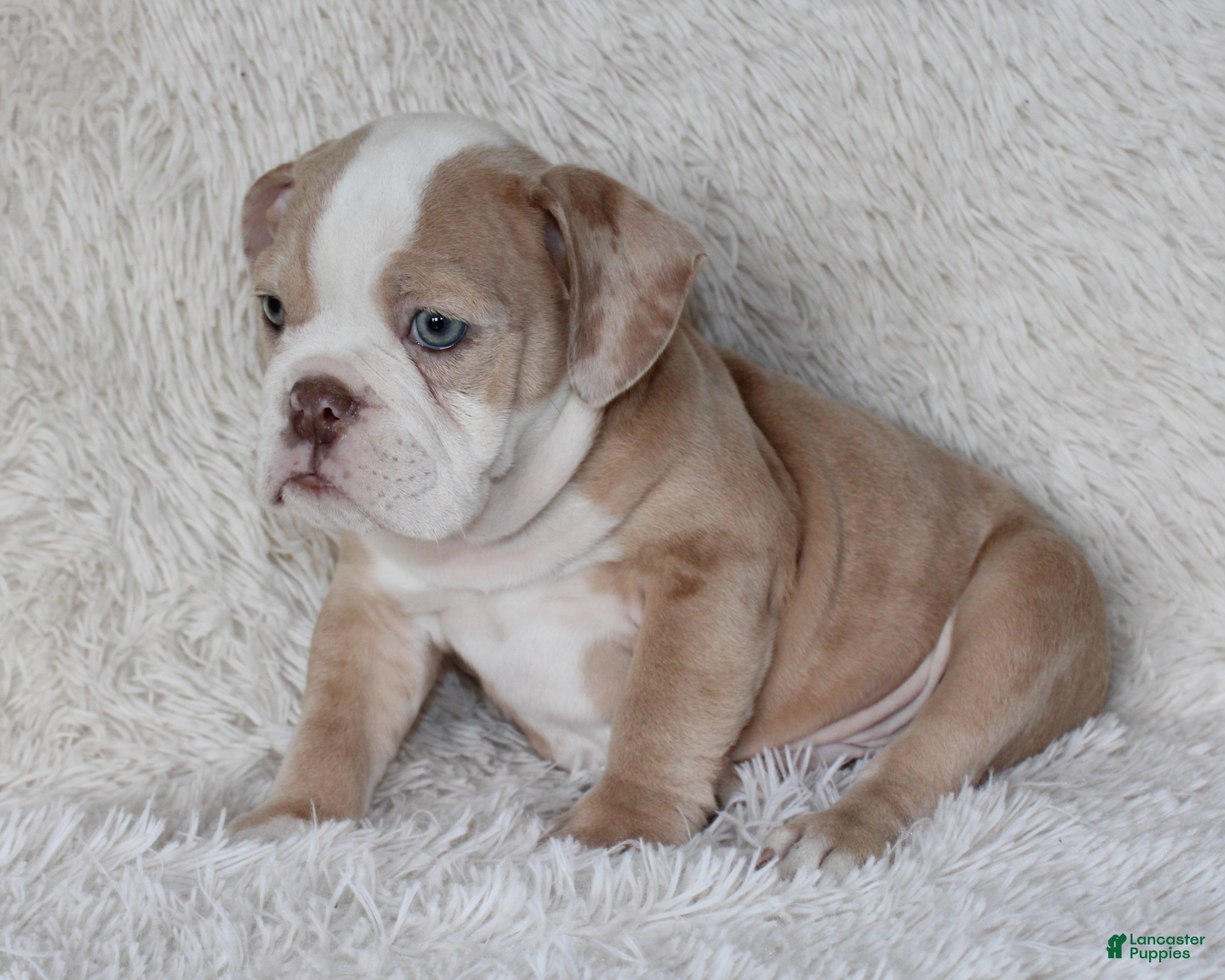 English Bulldog dogs Kory - Ad 2