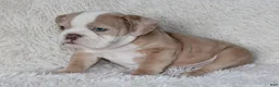English Bulldog dogs for sale: Kory - Ad 2