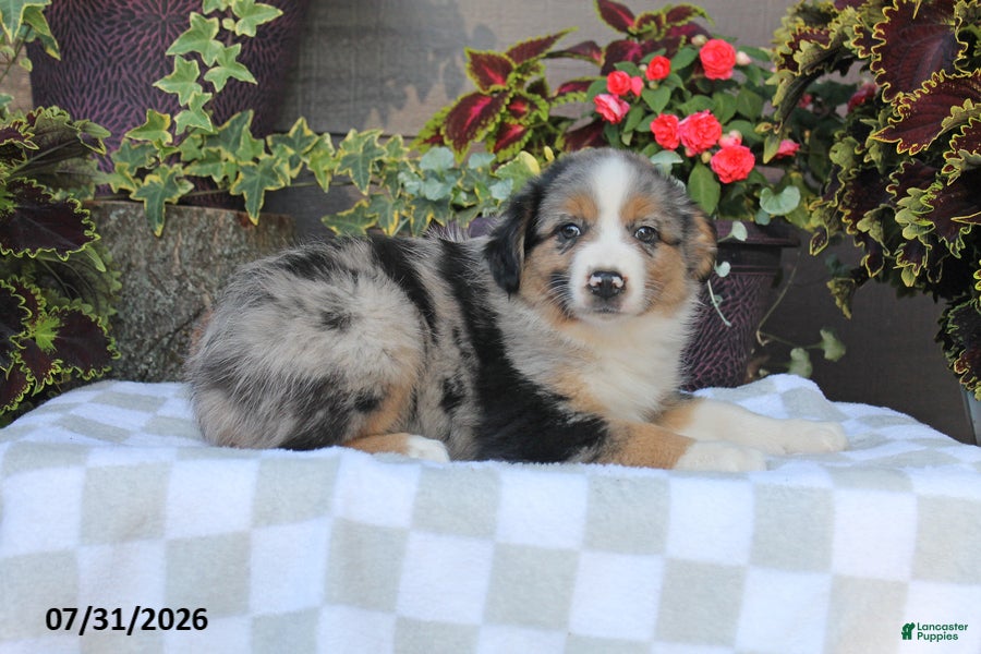 Australian Shepherd dogs Buster - Ad 1
