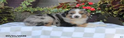 Australian Shepherd dogs for sale: Buster - Ad 1