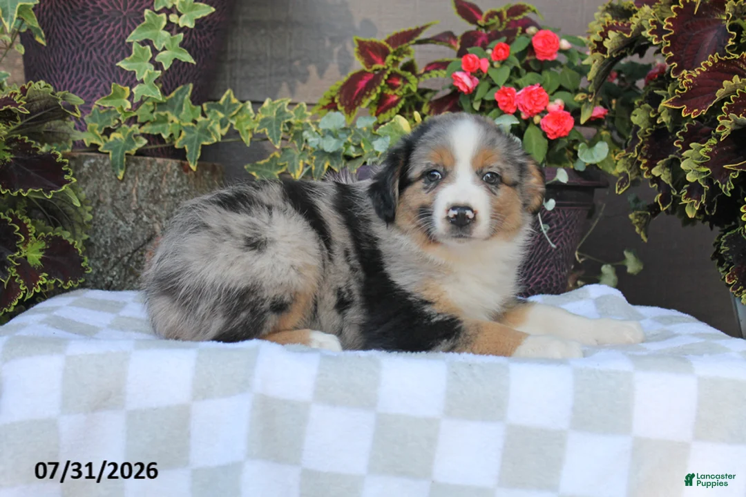 Australian Shepherd dogs for sale: Buster - Ad 1