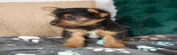 Yorkshire Terrier dogs for sale: Gail - Ad 5