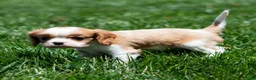 Cavalier King Charles Spaniel dogs for sale: Allen Cavalier King Charles Spaniel Puppy  - Ad 23