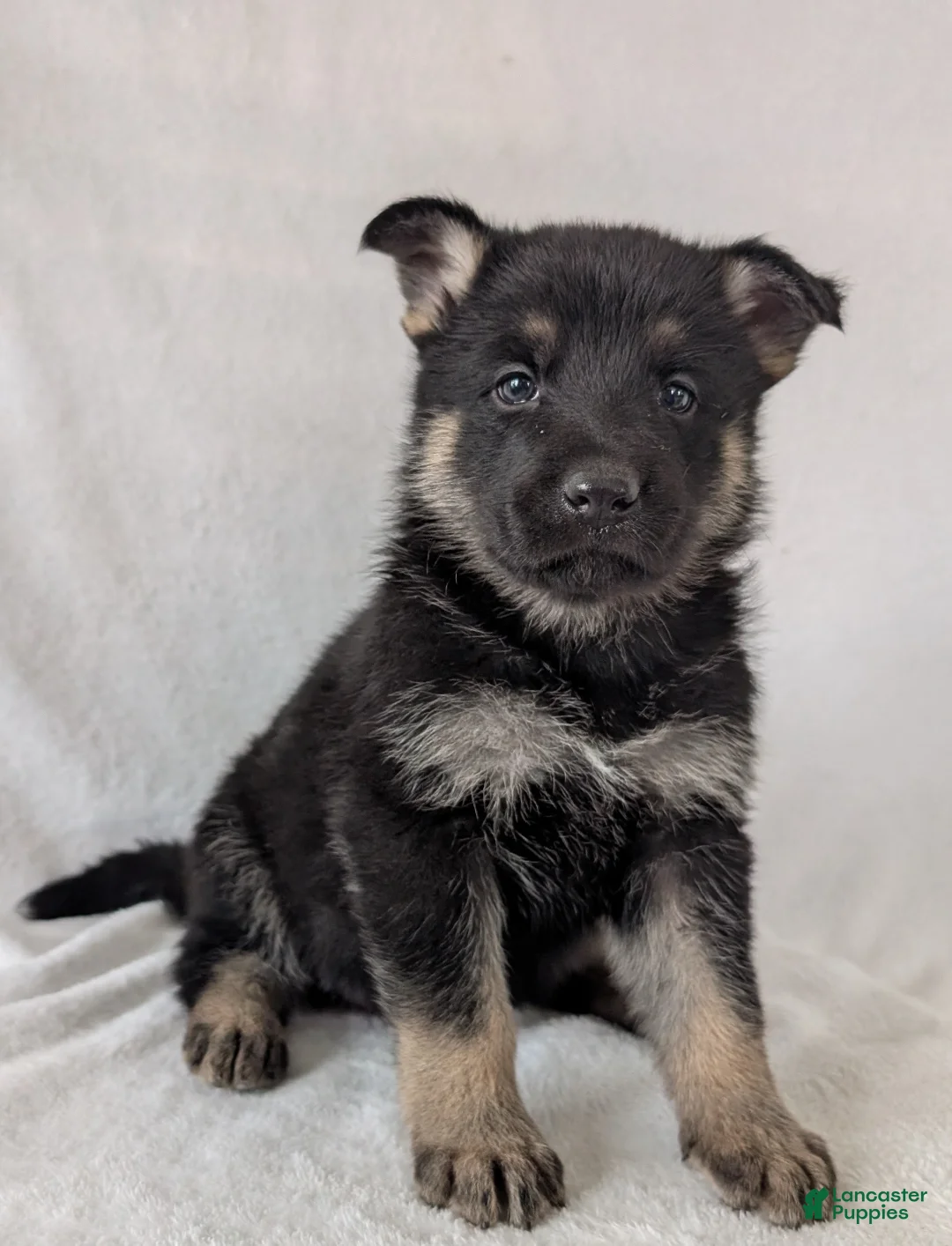 German Shepherd dogs for sale: Raina - Ad 3