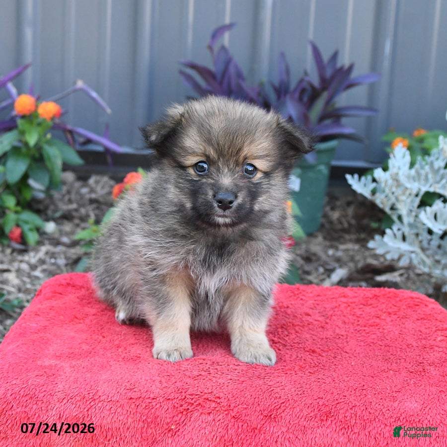 Pomeranian dogs Hudson - Ad 2