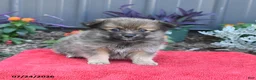Pomeranian dogs for sale: Hudson - Ad 2