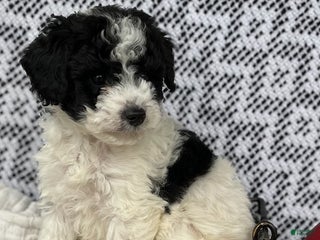 Mini Aussiedoodle dogs Patches - Ad 8