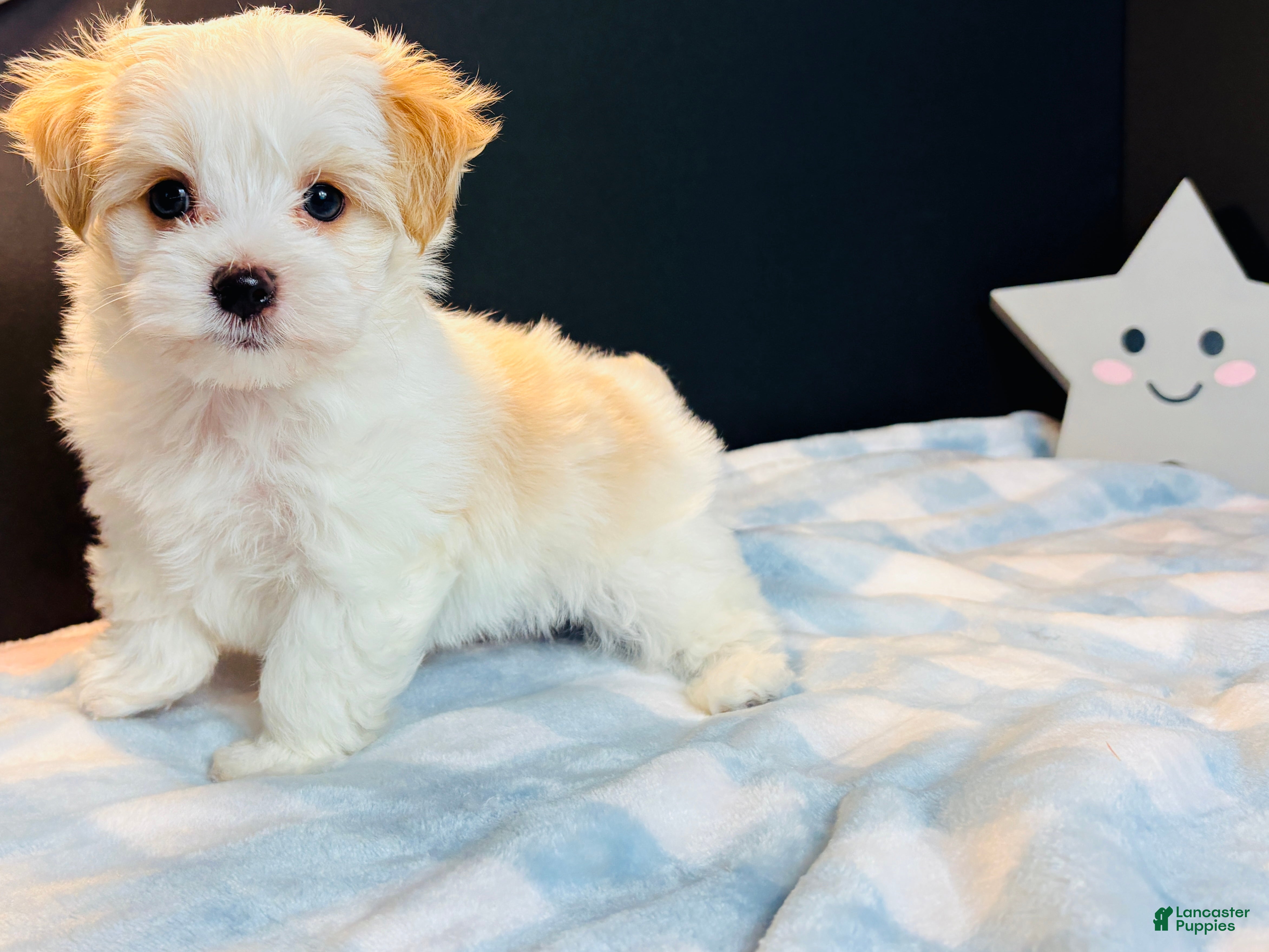 Morkie dogs Morkie 1 - Ad 2