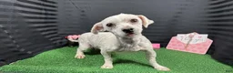 Maltese dogs for sale: Maltese 1 - Ad 4