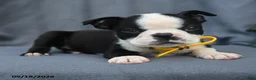 Boston Terrier dogs for sale: Oreo - Ad 3