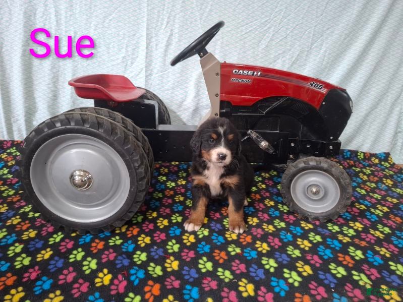Bernese Mountain Dog dogs Sue - Ad 2