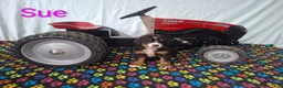 Bernese Mountain Dog dogs for sale: Sue - Ad 2