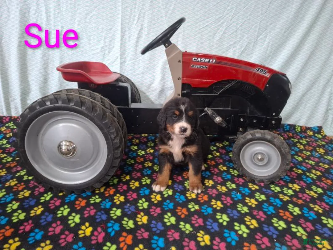 Bernese Mountain Dog dogs for sale: Sue - Ad 2