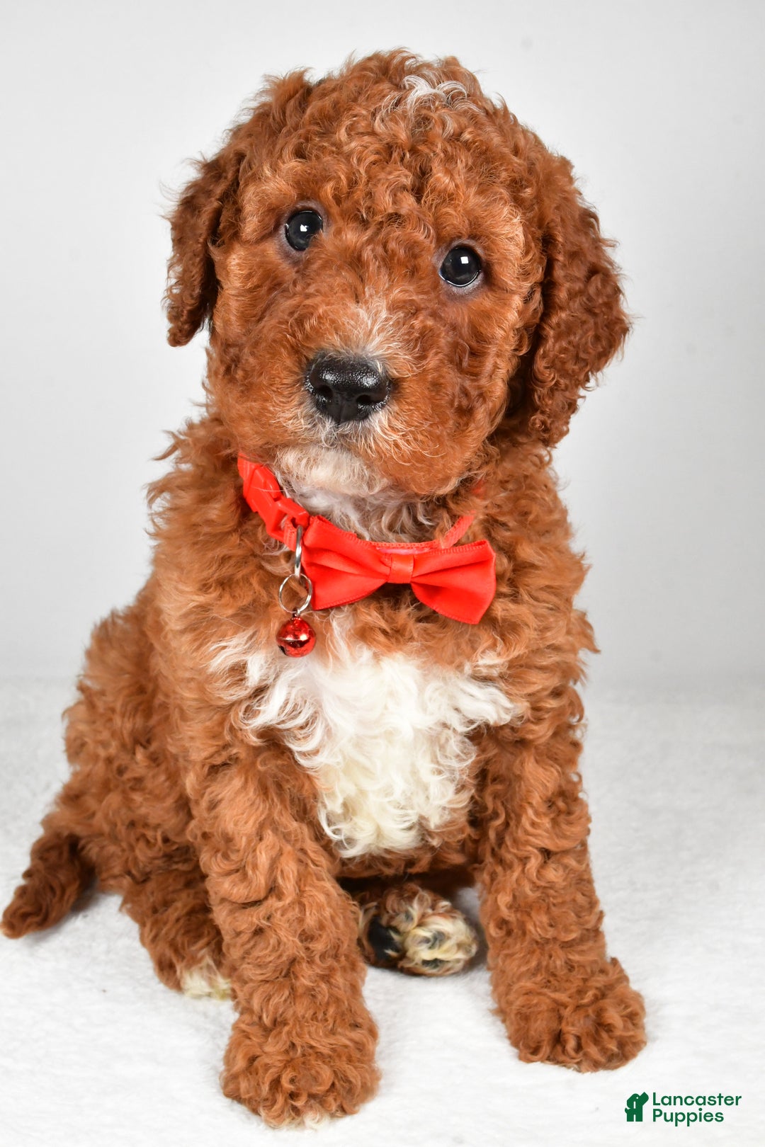 Cavapoo dogs for sale: Tristan  - Ad 3