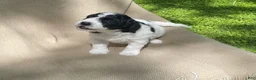 Mixed Breed dogs for sale: Strudel - Ad 6