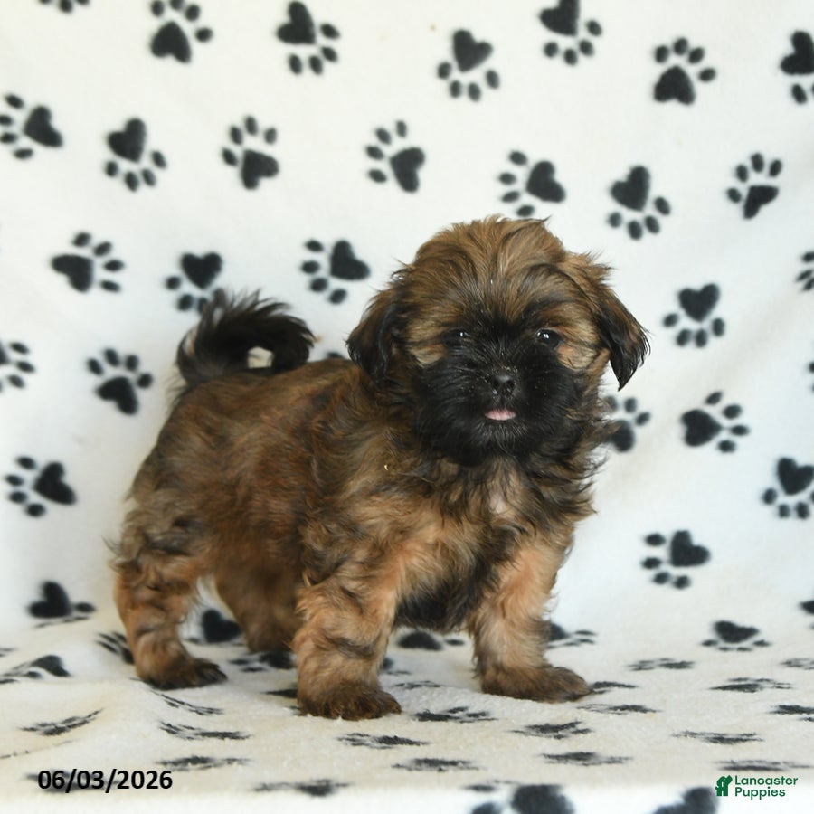 Shih Tzu dogs for sale: Teddy - Ad 3