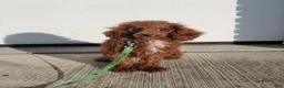 Toy Poodle dogs for sale: Pearl - Ad 10