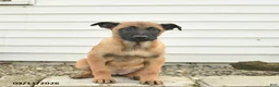 Belgian Malinois dogs for sale: Roxanne - Ad 3