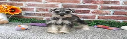 Miniature Schnauzer dogs for sale: Dior - Ad 3