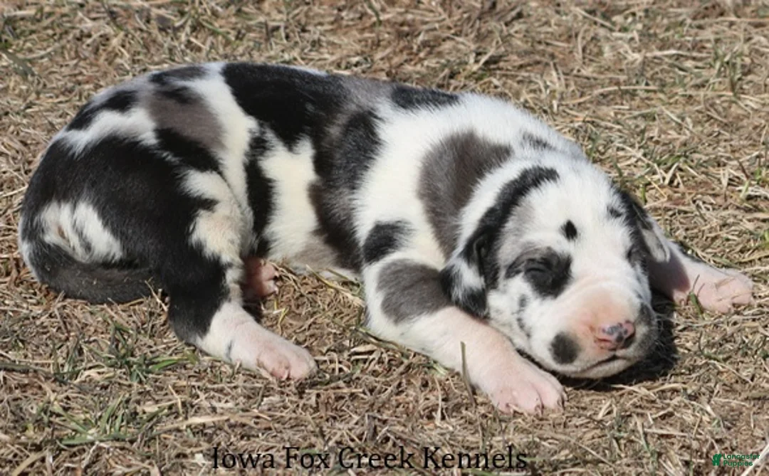 Great Dane dogs for sale: Harley - Ad 2