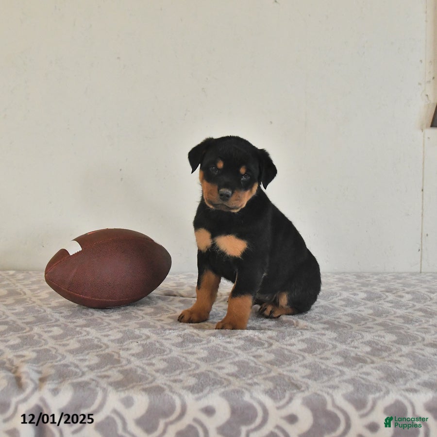 Rottweiler dogs Nina - Ad 37