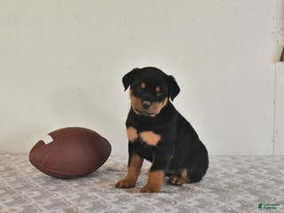 Rottweiler dogs Nina - Ad 17