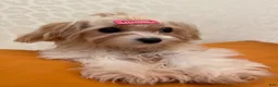 Mixed Breed dogs for sale: One - Ad 8