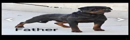 Rottweiler dogs for sale: Roxy - Ad 21