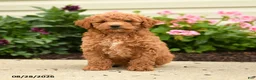 Miniature Poodle dogs for sale: Ralph - Ad 3