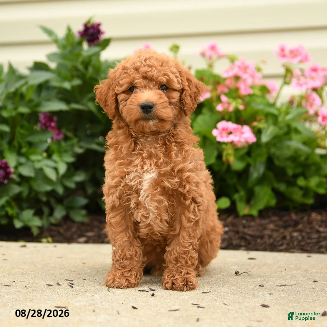 Miniature Poodle dogs for sale: Ralph - Ad 3