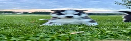 Siberian Husky dogs for sale: Bryce - Ad 8