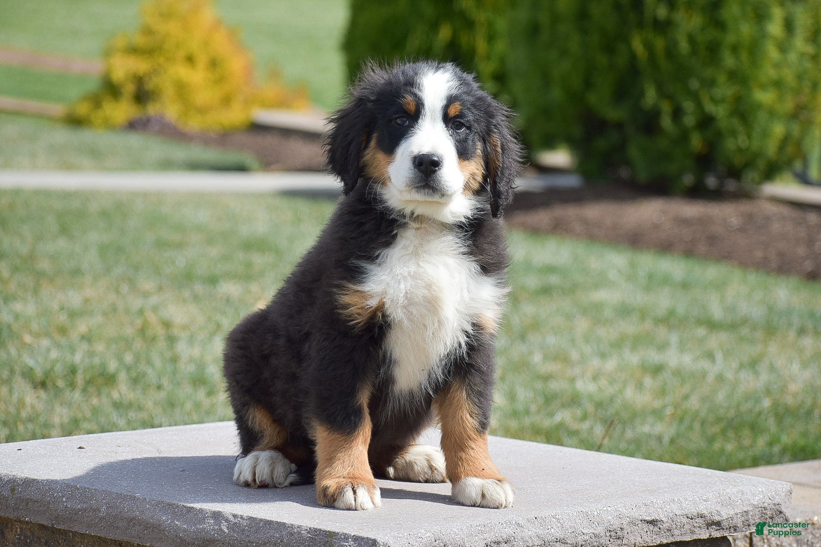 Bernese Mountain Dog dogs Birch - Ad 1