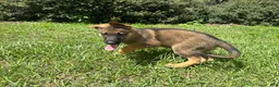 German Shepherd dogs for sale: Delilah - Ad 95