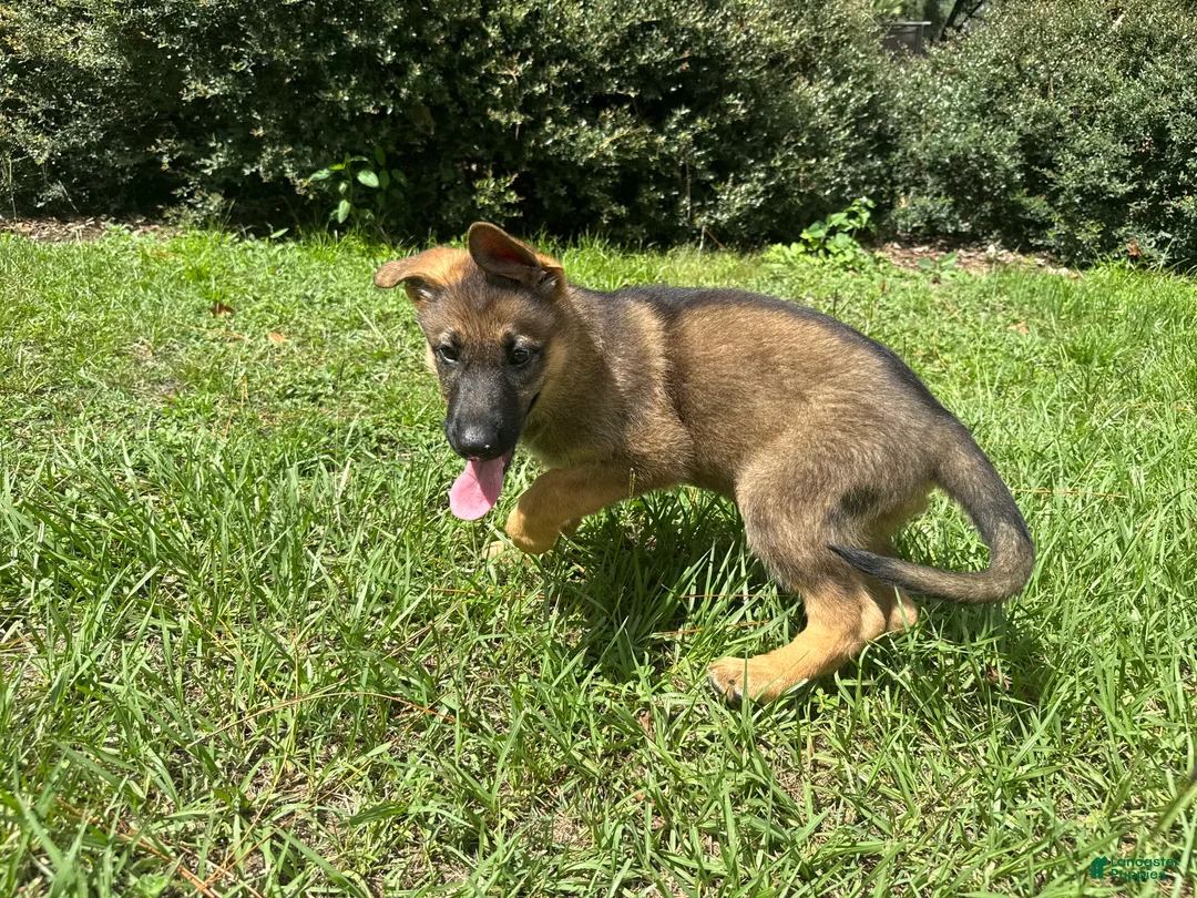 German Shepherd dogs for sale: Delilah - Ad 95