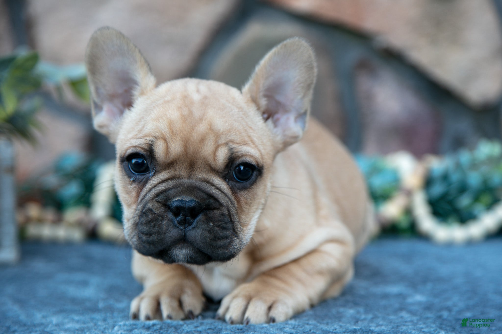 French Bulldog dogs Bub - Ad 15